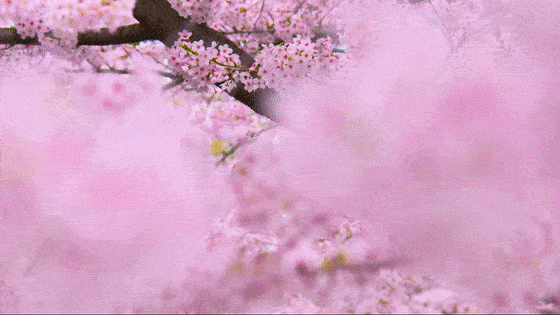 src=http___5b0988e595225.cdn.sohucs.com_q_70,c_zoom,w_640_images_20190322_c6aa6e28b32c4e42a8a7c51a35909e1f.gif&refer=http___5b0988e595225.cdn.sohucs.gif